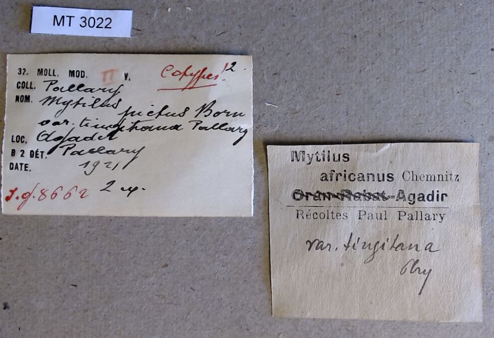 MT 3022 Mytilus africanus var. tinginata Labels