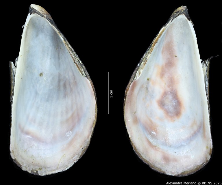 BE-RBINS-INV-INV-155593-Mytilus-exustus-nt-V.jpg