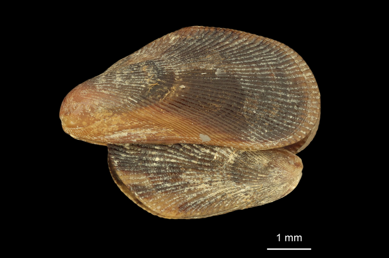 MT 3021 Mytilus (Hormomya) puntarenensis V