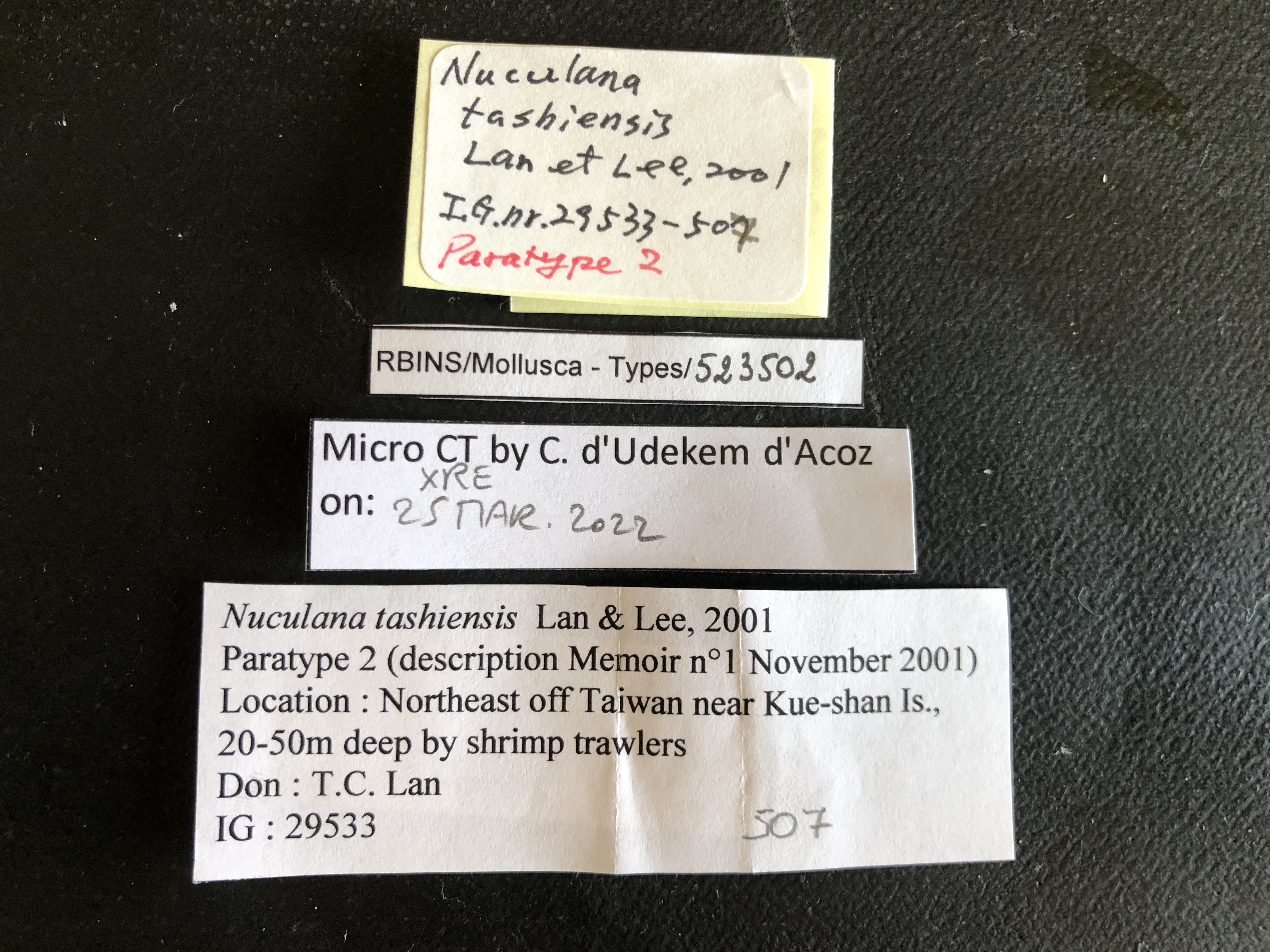 MT 507 Nuculana tashiensis Labels