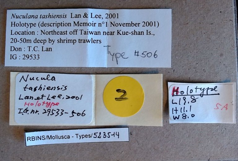 MT 506 Nuculana tashiensis Labels