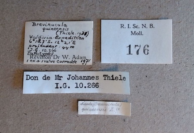 MT 176 Brevinucula guineensis Labels 2
