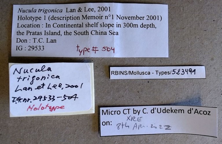 MT 504 Nucula trigonica Labels
