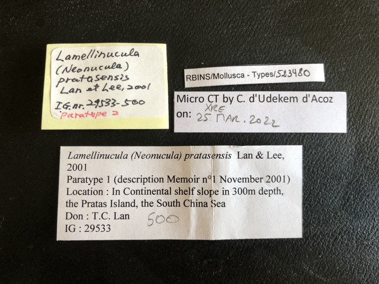 MT 500 Lamellinucula (Neonucula) pratasensis Labels
