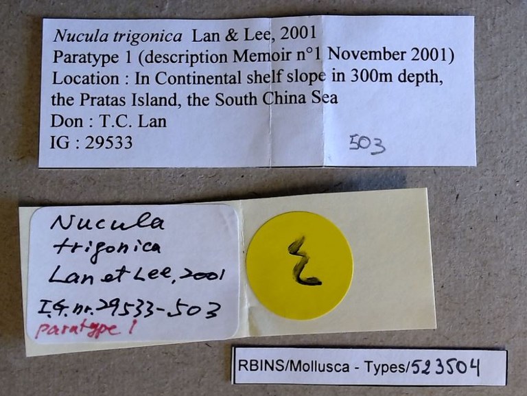 MT 503 Nucula trigonica Labels