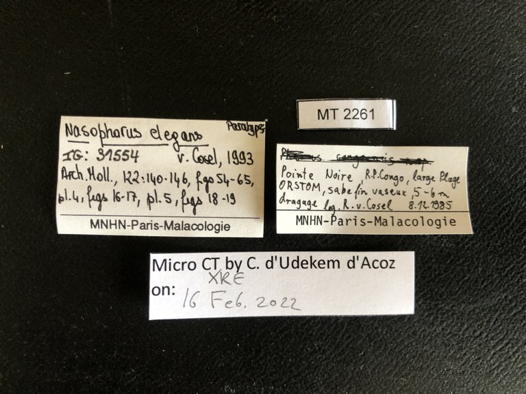 MT 2261 Nasopharus elegans Labels