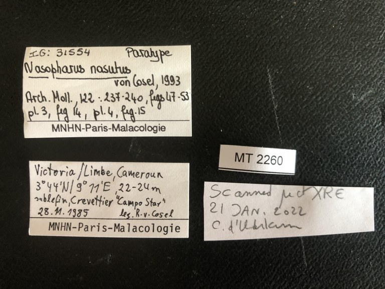 MT 2260 Nasopharus nasutus Labels