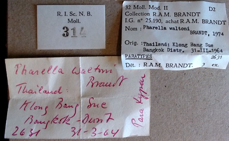 MT 314 Pharella waltoni Labels