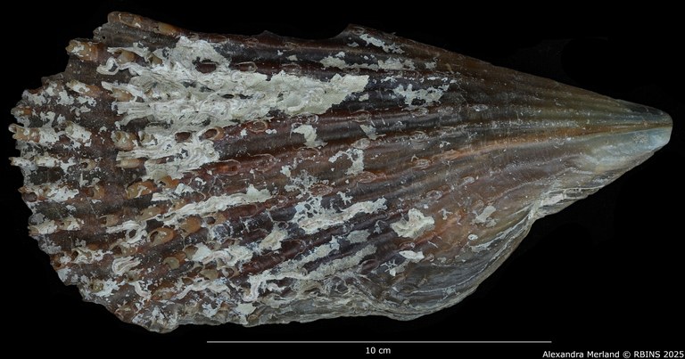 BE-RBINS-INV-INV-158733-Pinna-pernula-nt-D big.jpg