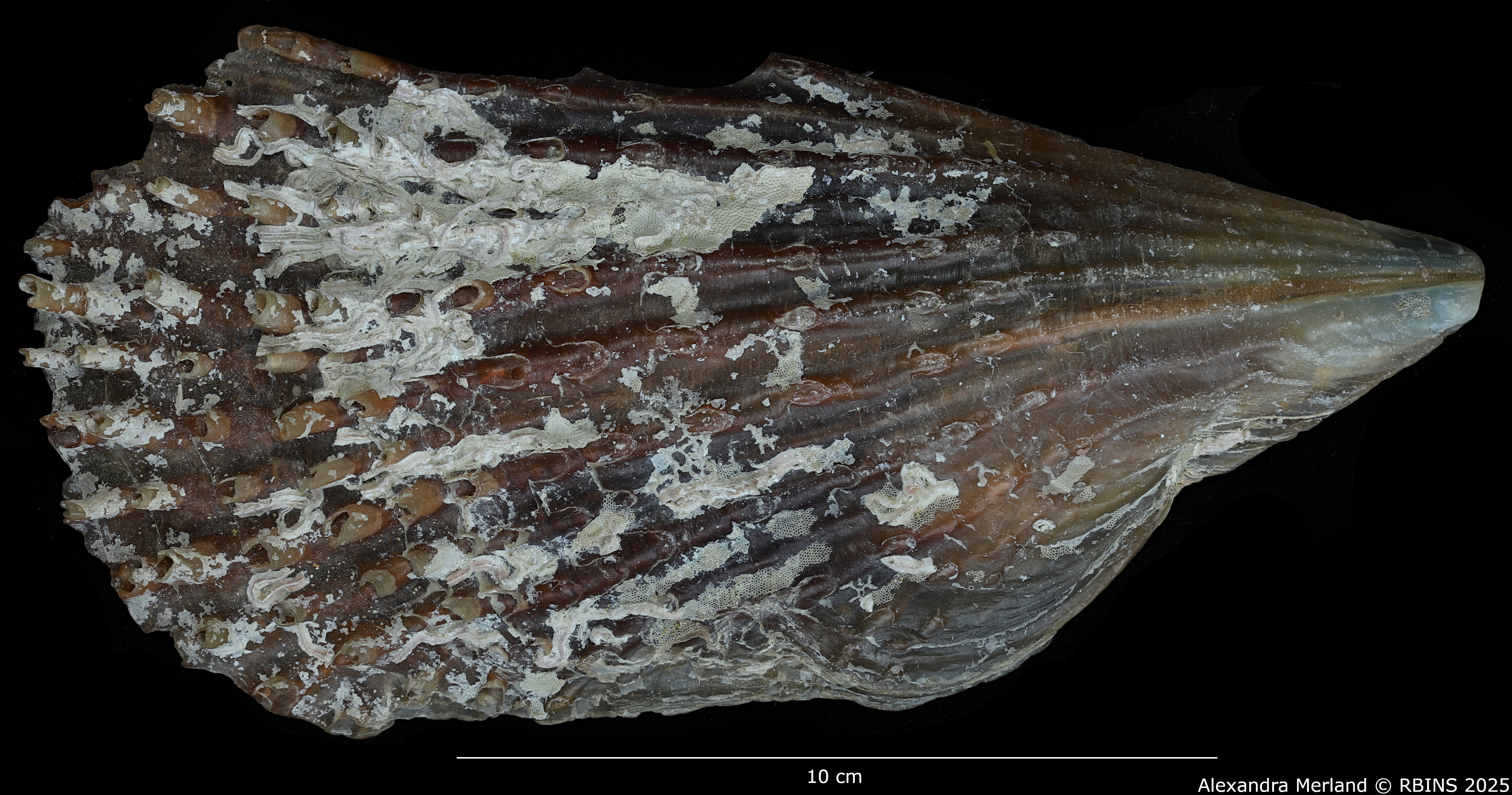 BE-RBINS-INV-INV-158733-Pinna-pernula-nt-D big.jpg