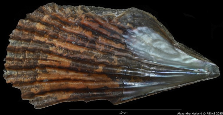 BE-RBINS-INV-INV-158733-Pinna-pernula-nt-V big.jpg