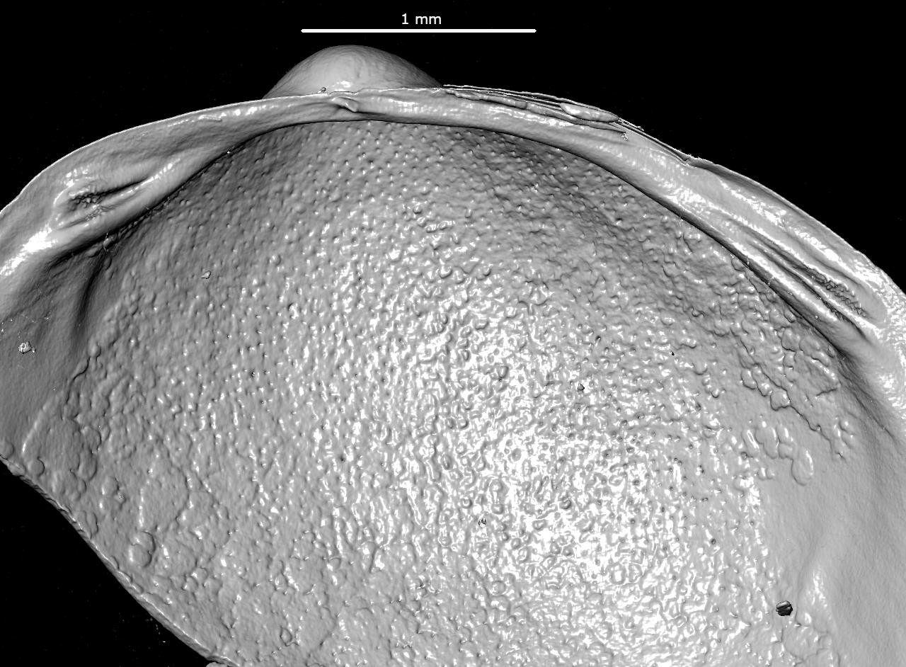 BE-RBINS-INV-MT-149-Byssariodonta-ovata-2-hinge-SMALL-pt.jpg