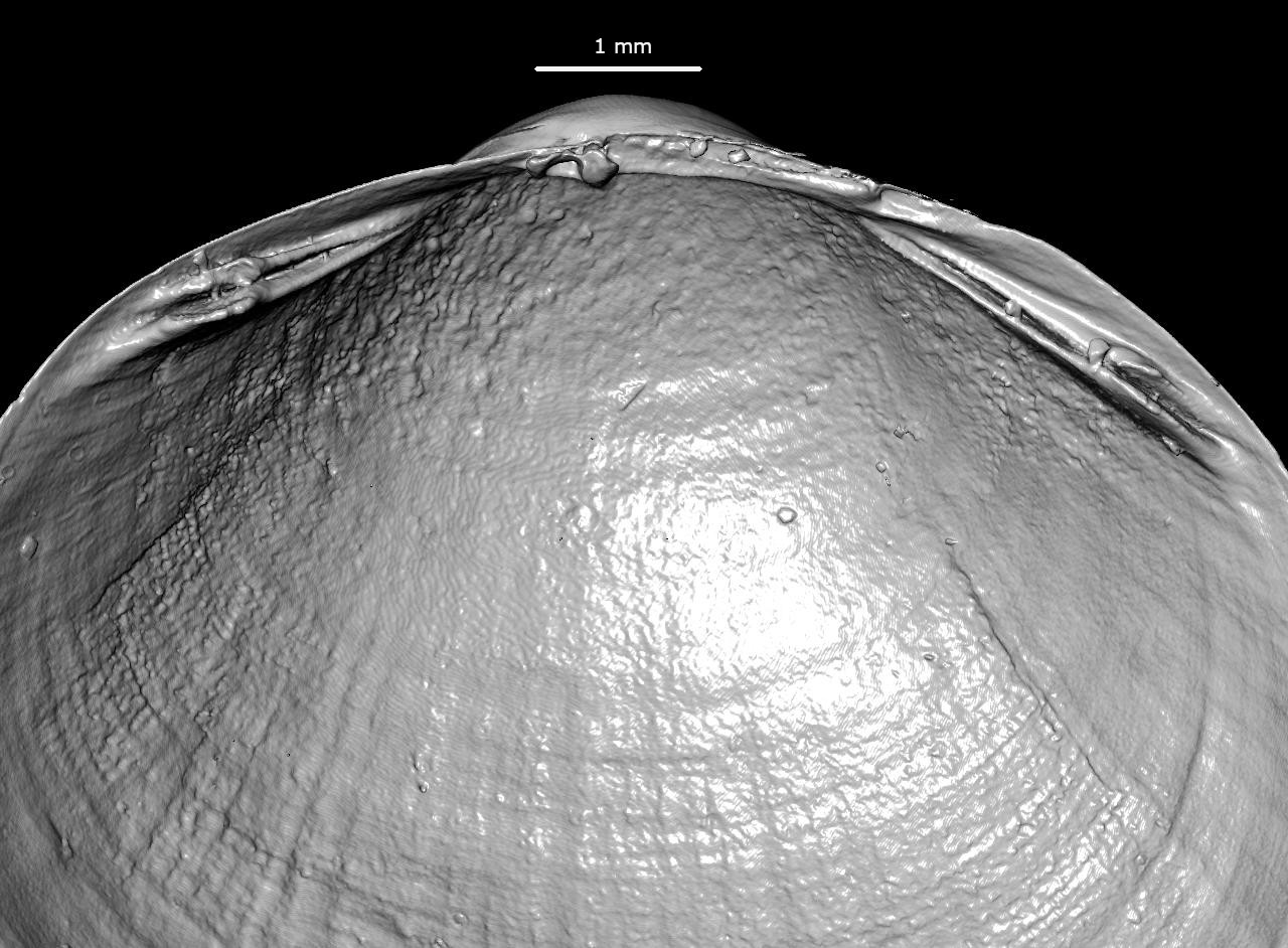 BE-RBINS-INV-MT-147-Sphaerium-victoriae-lacuum-2-hinge-SMALL-pt.jpg