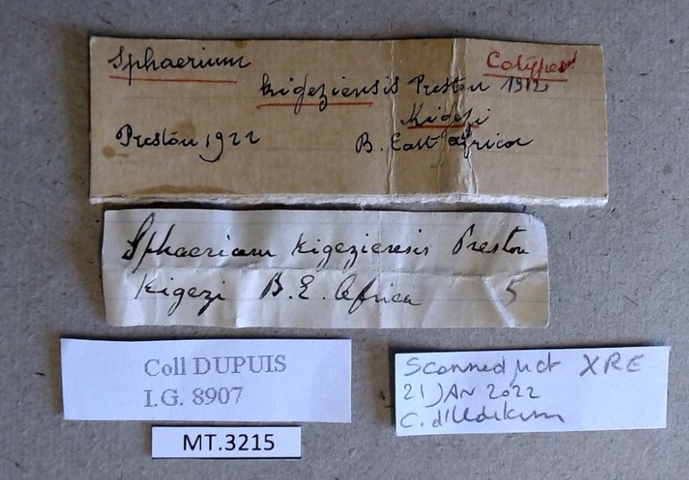 MT 3215 Sphaerium kigiziensis Labels
