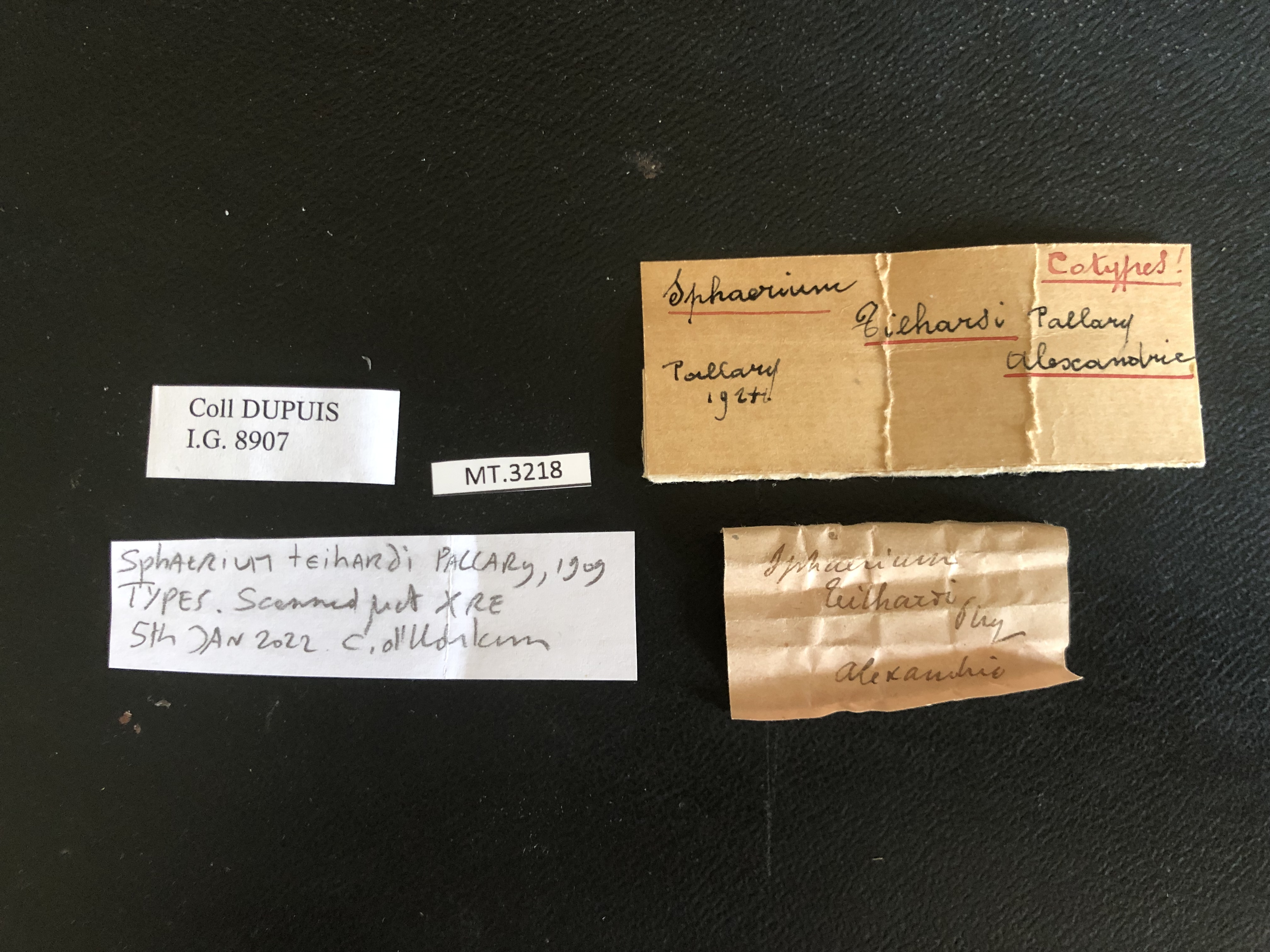 MT 3218 Sphaerium teilhardi Labels