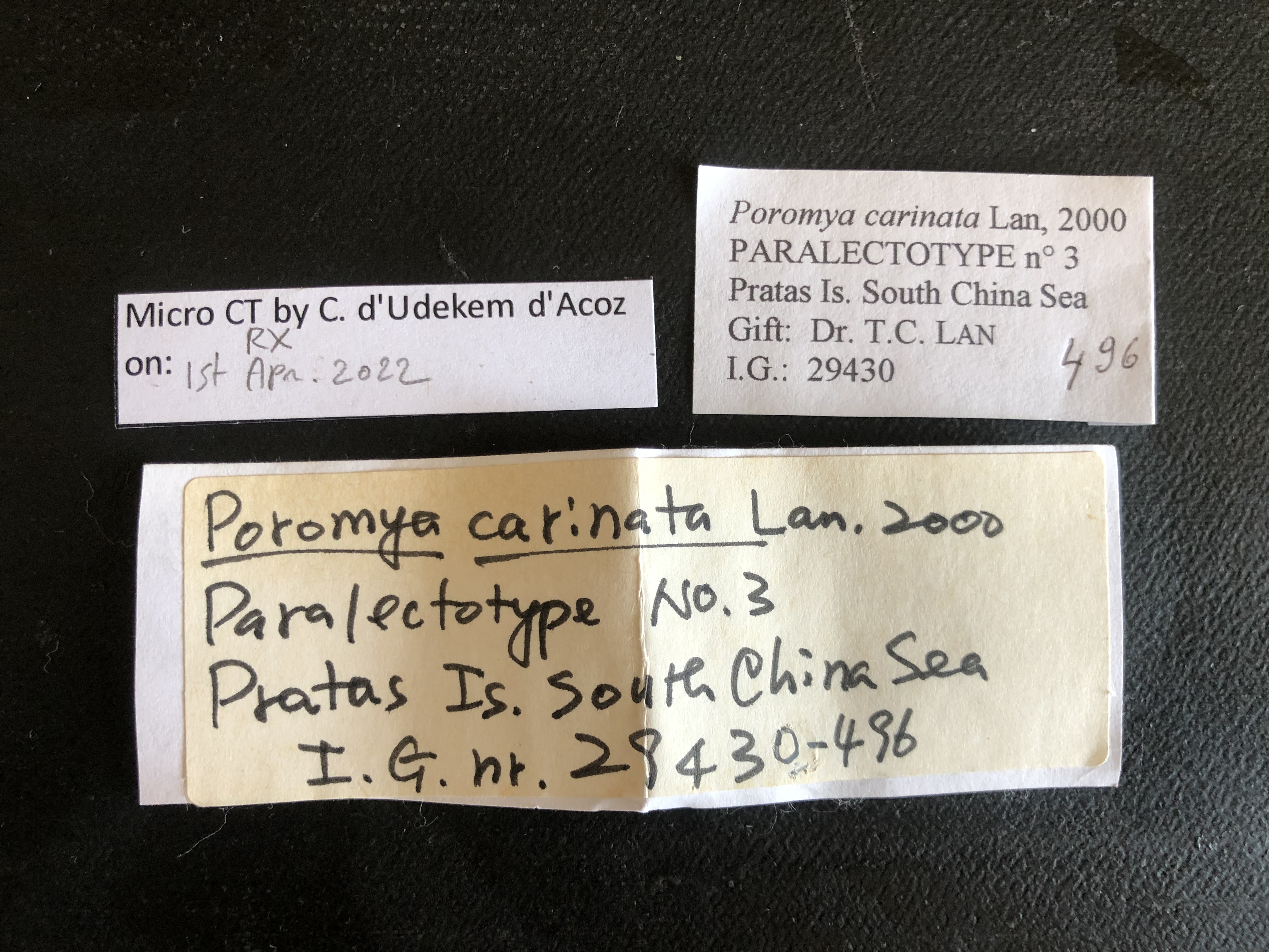 MT 496 Poromya carinata Labels