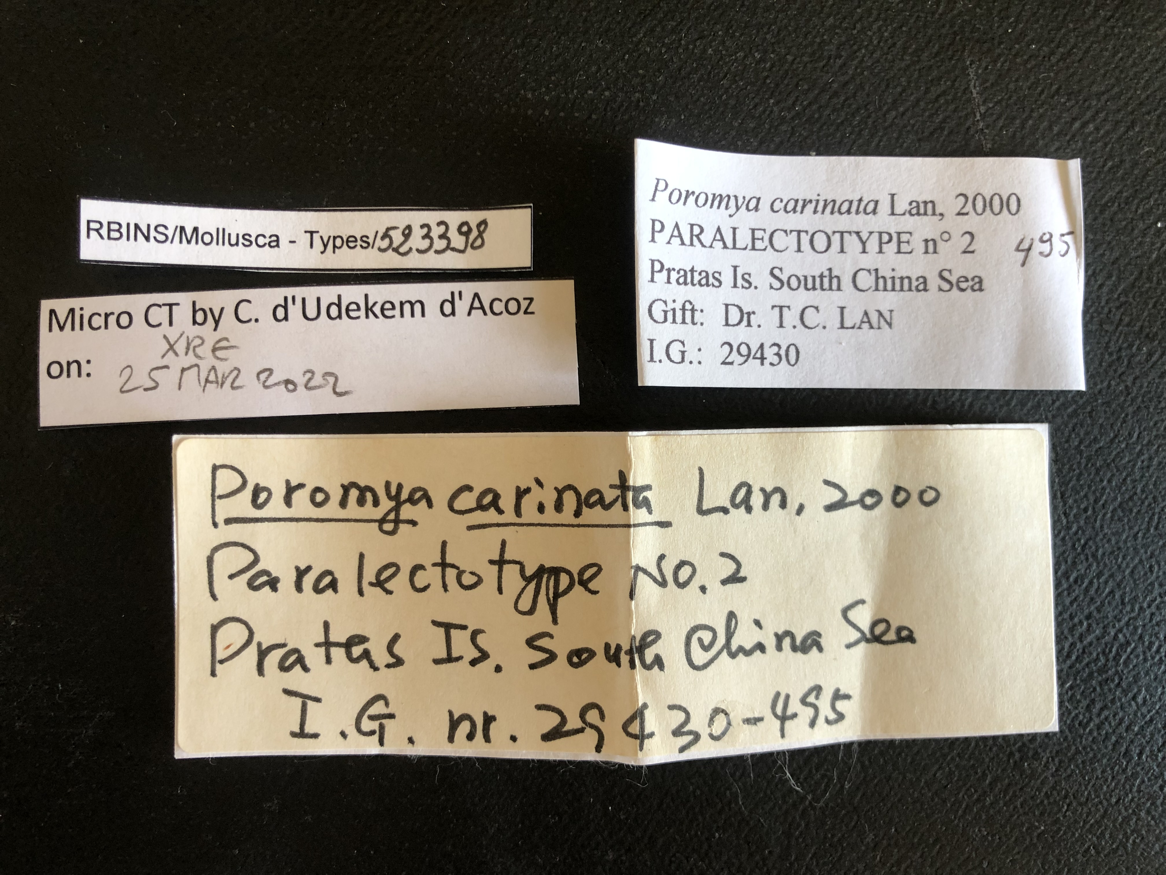MT 495 Poromya carinata Labels