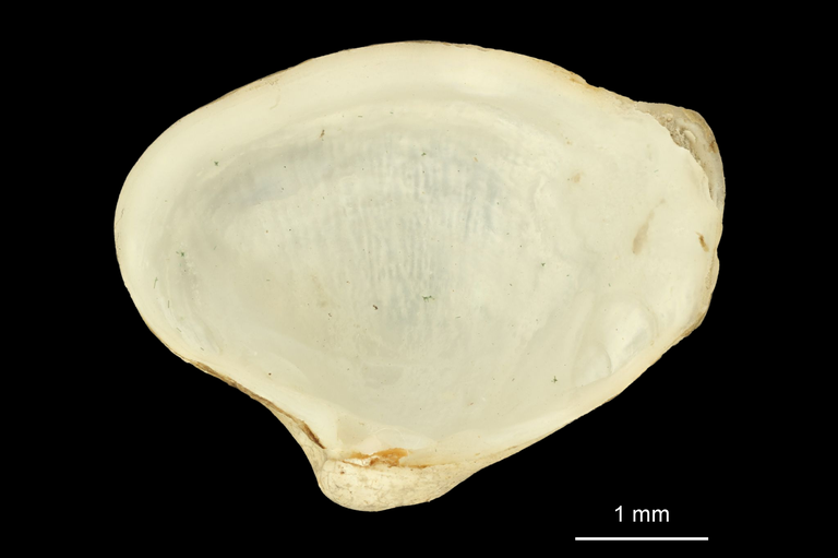 MT 495 Poromya carinata V