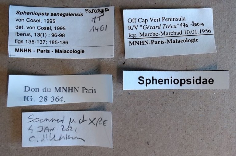 BE-RBINS-INV-MT-1461-Spheniopsis-senegalensis-label-pt