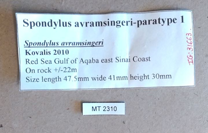 MT 2310 Spondylus avramsingeri Labels
