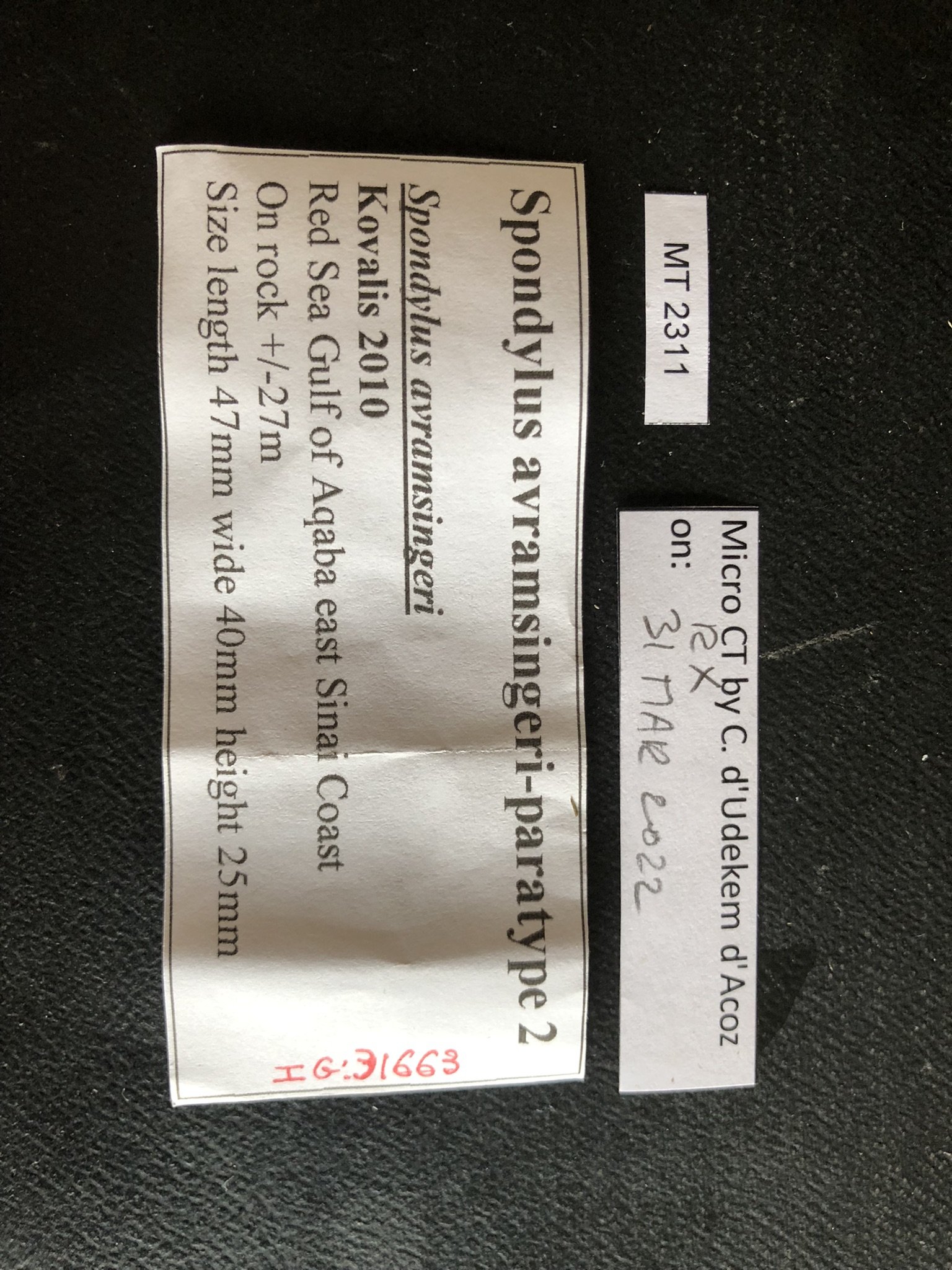 MT 2311 Spondylus avramsingeri Labels