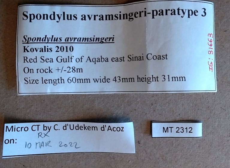 MT 2312 Spondylus avramsingeri Labels