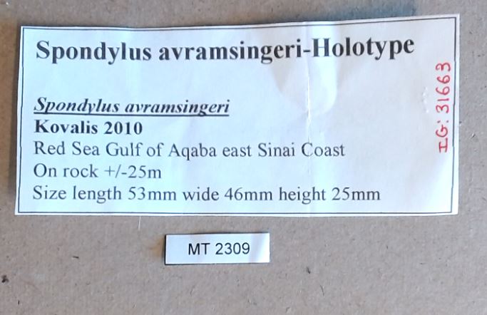 MT 2309 Spondylus avramsingeri Labels