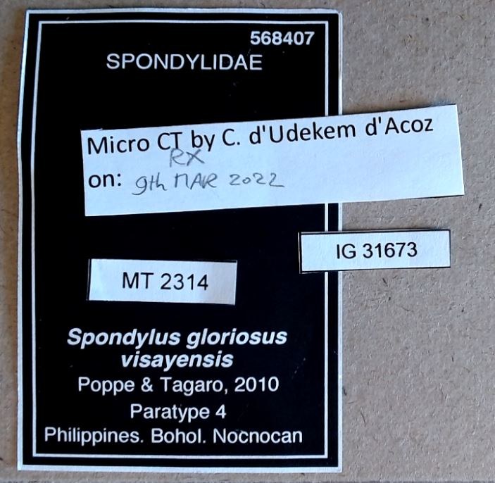 MT 2314 Spondylus gloriosus visayensis Labels