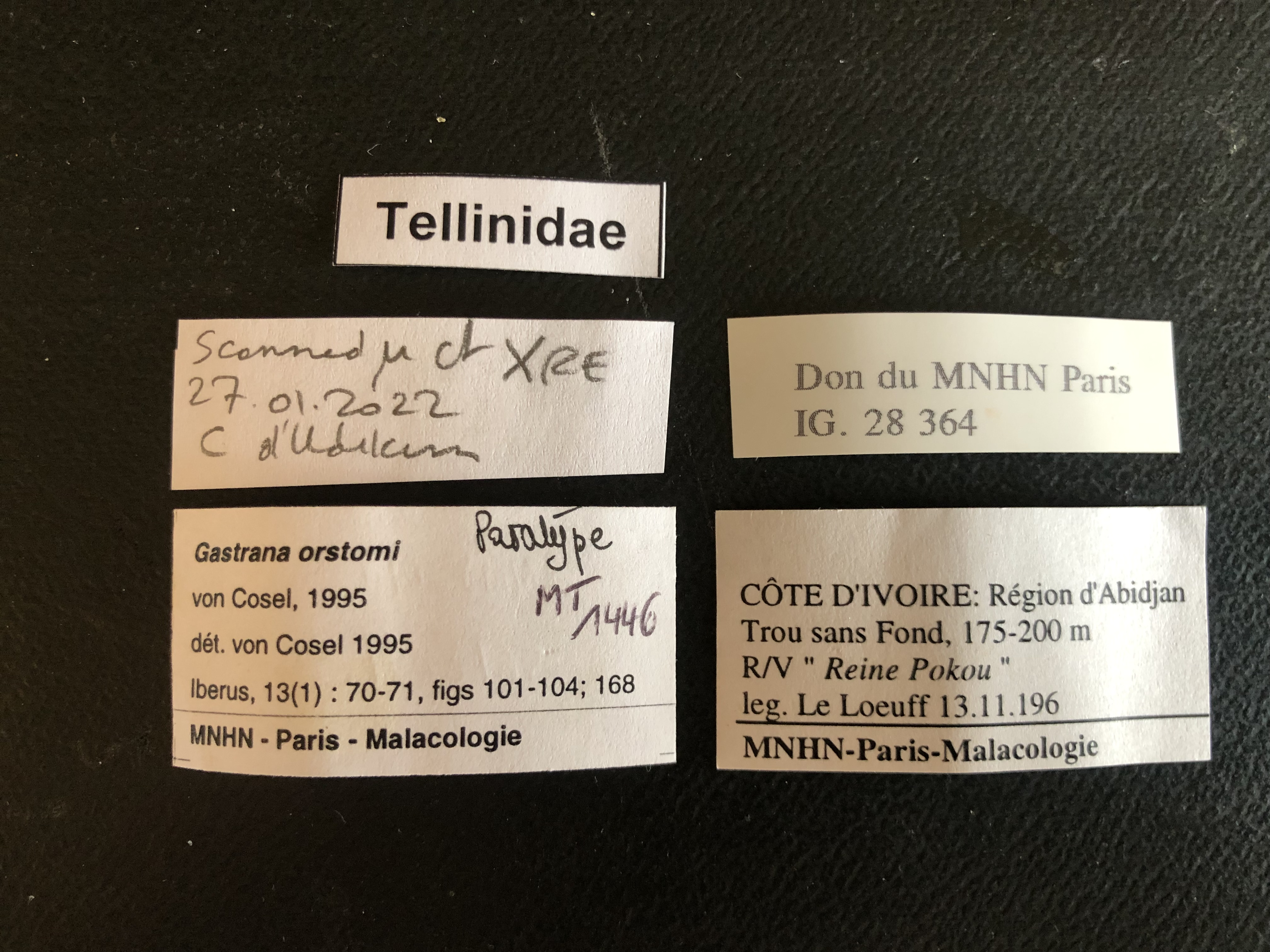 MT 1446 Gastrana orstomi Labels