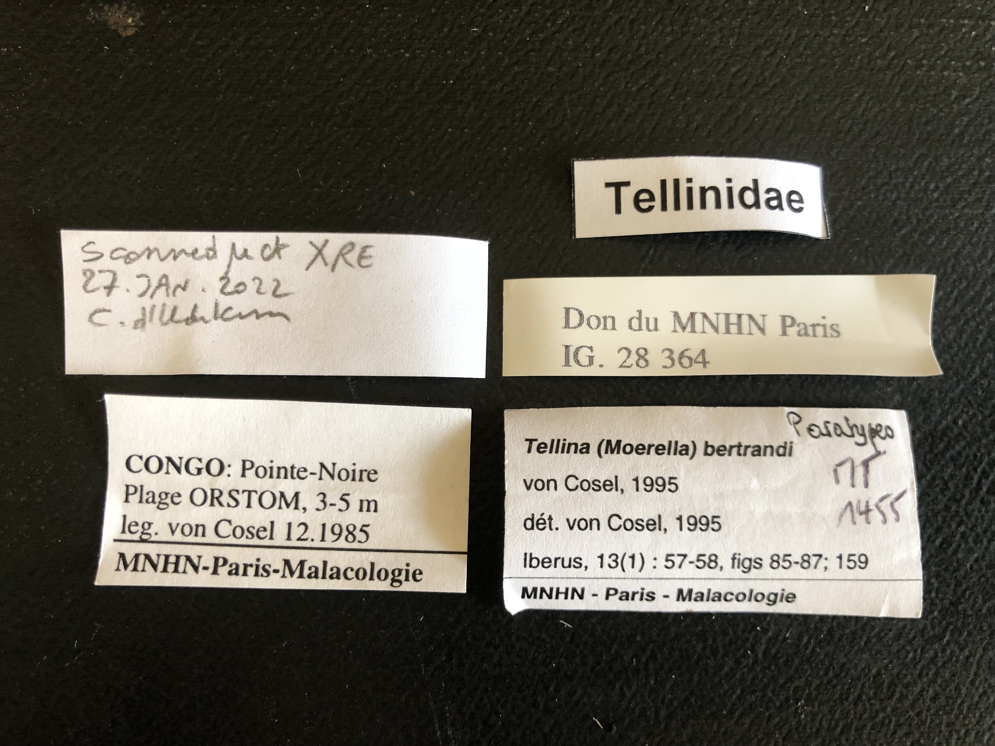 MT 1455 Tellina (Morella) bertrandi Labels