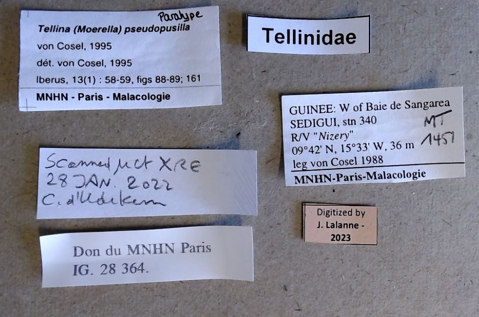 MT 1451 Tellina (Moerella) pseudopusilla Labels
