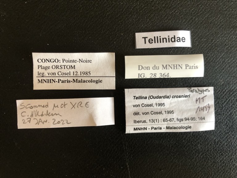 MT 1453 Tellina (Oudardia) crosnieri Labels