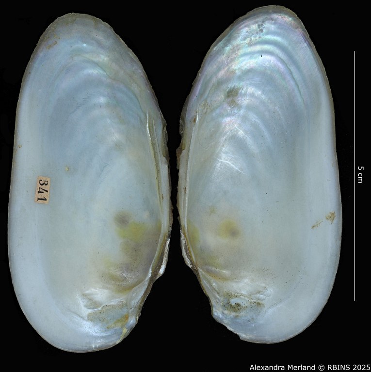 BE-RBINS-INV-MT-4154-Unio-lhotelleriei-type-V.jpg BE-RBINS-INV-MT-4154-Unio-lhotelleriei-type-V.jpg