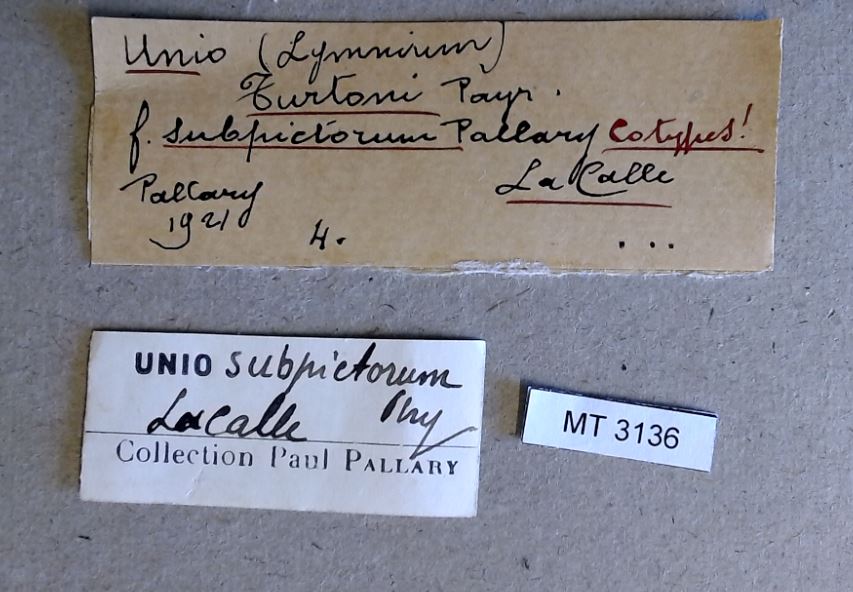 MT 3136 Unio (Lymnirum) turtoni subpictorum Labels
