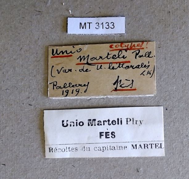 MT 3133 Unio marteli Labels