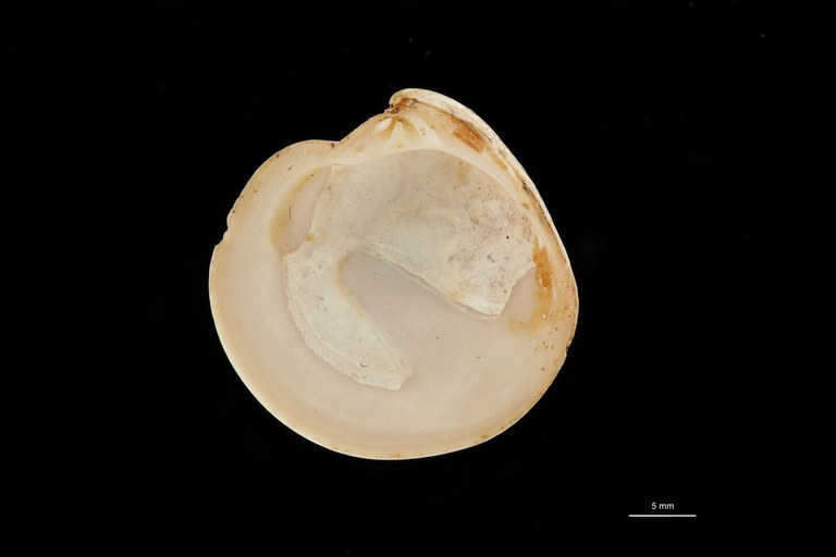 BE-RBINS-INV PARATYPE MT 211 Dosinia (Asa) staadti ventral ZS DMap Scaled.jpg