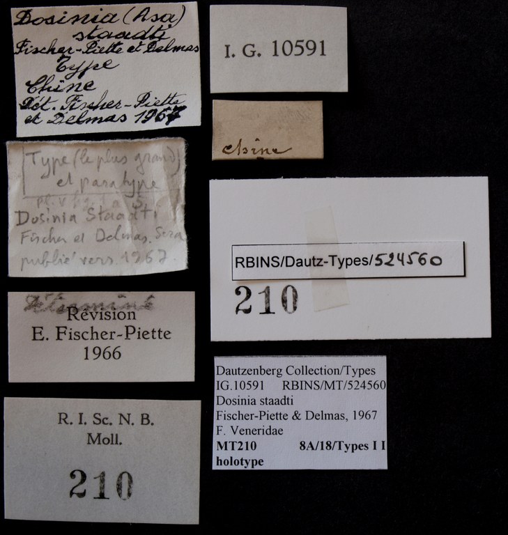 BE-RBINS-INV HOLOTYPE MT 210 Dosinia (Asa) staadti LABELS.jpg
