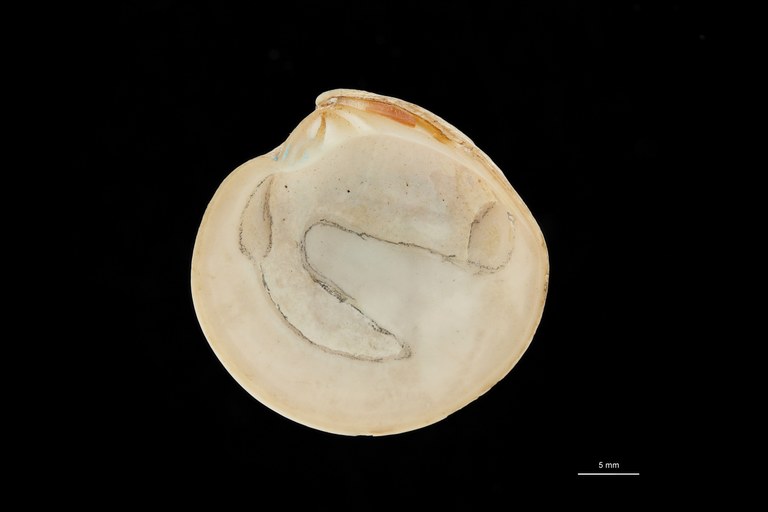 BE-RBINS-INV HOLOTYPE MT 210 Dosinia (Asa) staadti VENTRAL ZS DMap Scaled.jpg