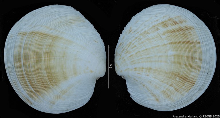BE-RBINS-INV-MT-4040-Dosinia-gabonensis-pt-D.jpg BE-RBINS-INV-MT-4040-Dosinia-gabonensis-pt-D.jpg