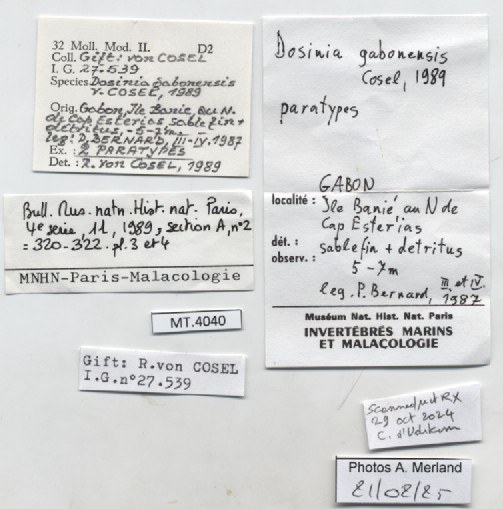 BE-RBINS-INV-MT-4040-Dosinia-gabonensis-pt-label.jpg BE-RBINS-INV-MT-4040-Dosinia-gabonensis-pt-label.jpg