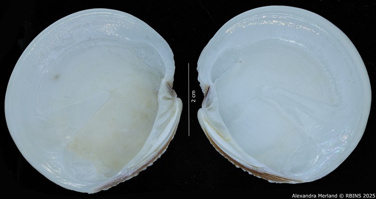 BE-RBINS-INV-MT-4040-Dosinia-gabonensis-pt-V.jpg BE-RBINS-INV-MT-4040-Dosinia-gabonensis-pt-V.jpg