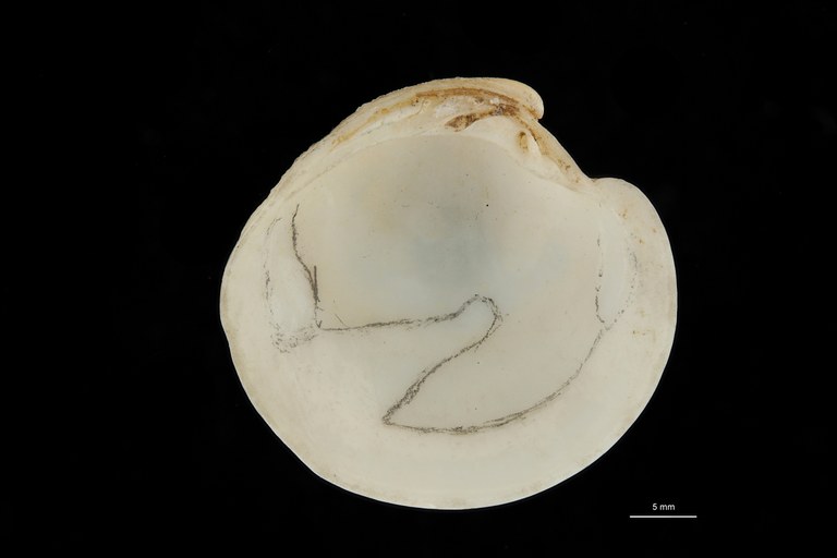 BE-RBINS-INV HOLOTYPE MT 215 Dosinia levicocta VENTRAL ZS DMap Scaled.jpg