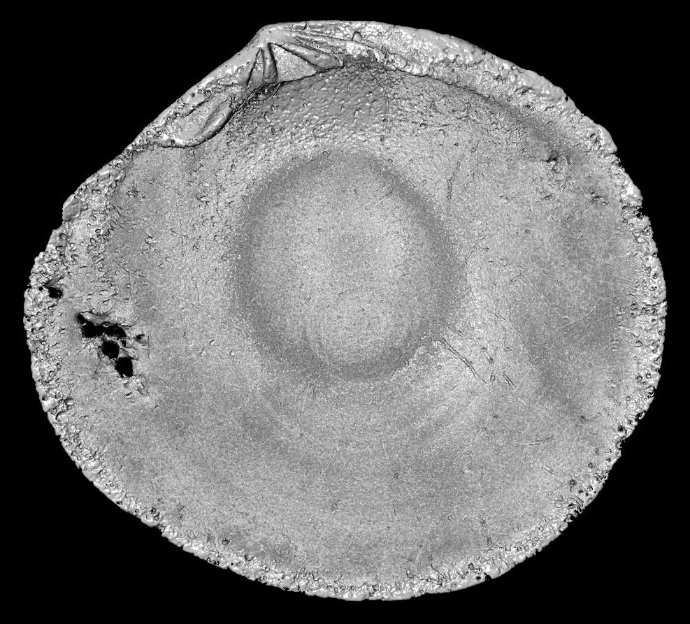 BE-RBINS-INV-MT-3316-Gafranium-catillus-ct-ventral-BIG-valve1.jpg