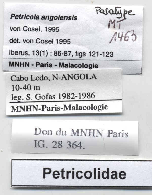 BE-RBINS-INV-MT-1463-Petricola-angolensis-pt-label.jpg