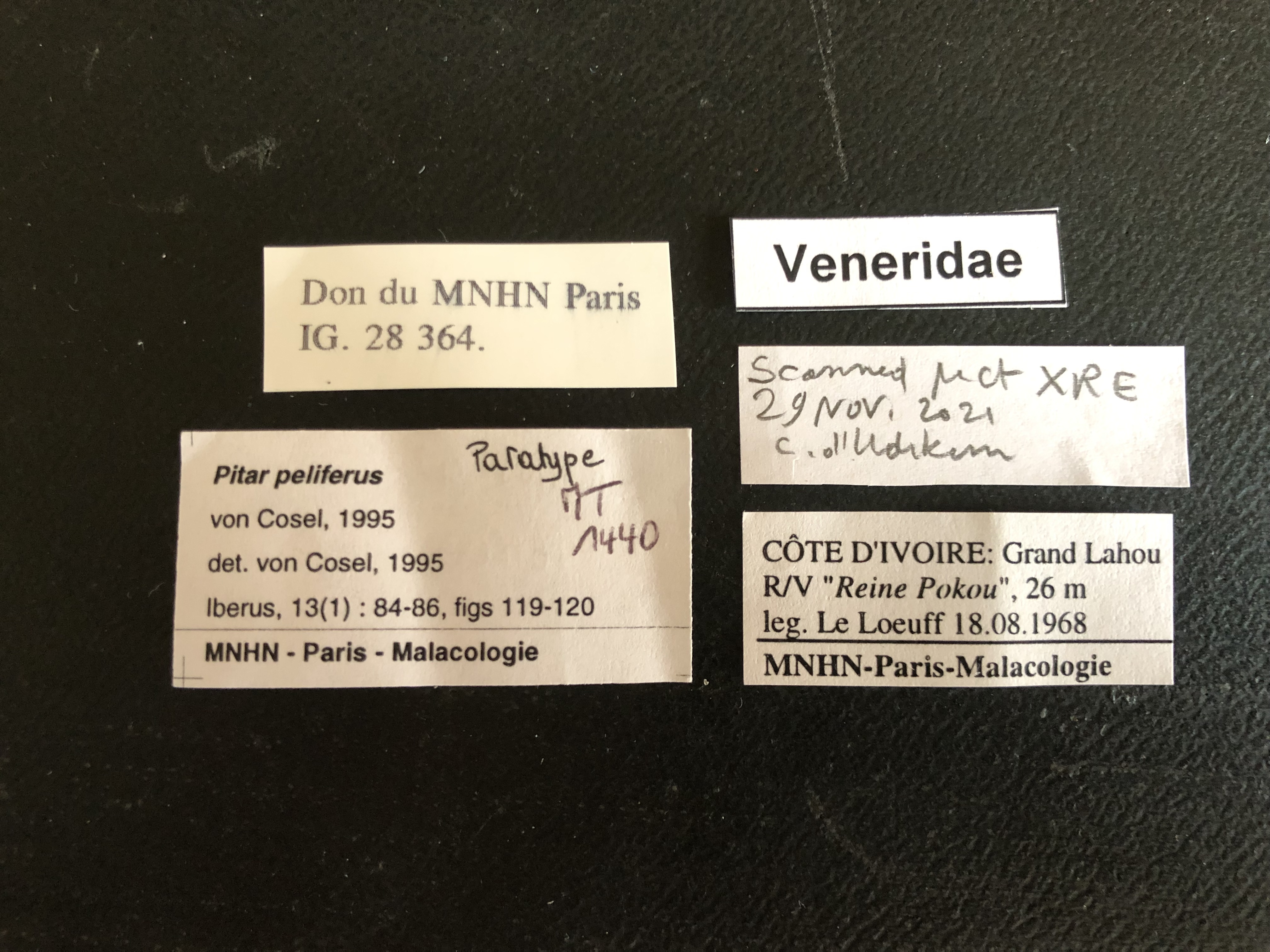 MT 1440 Pitar peliferus Labels