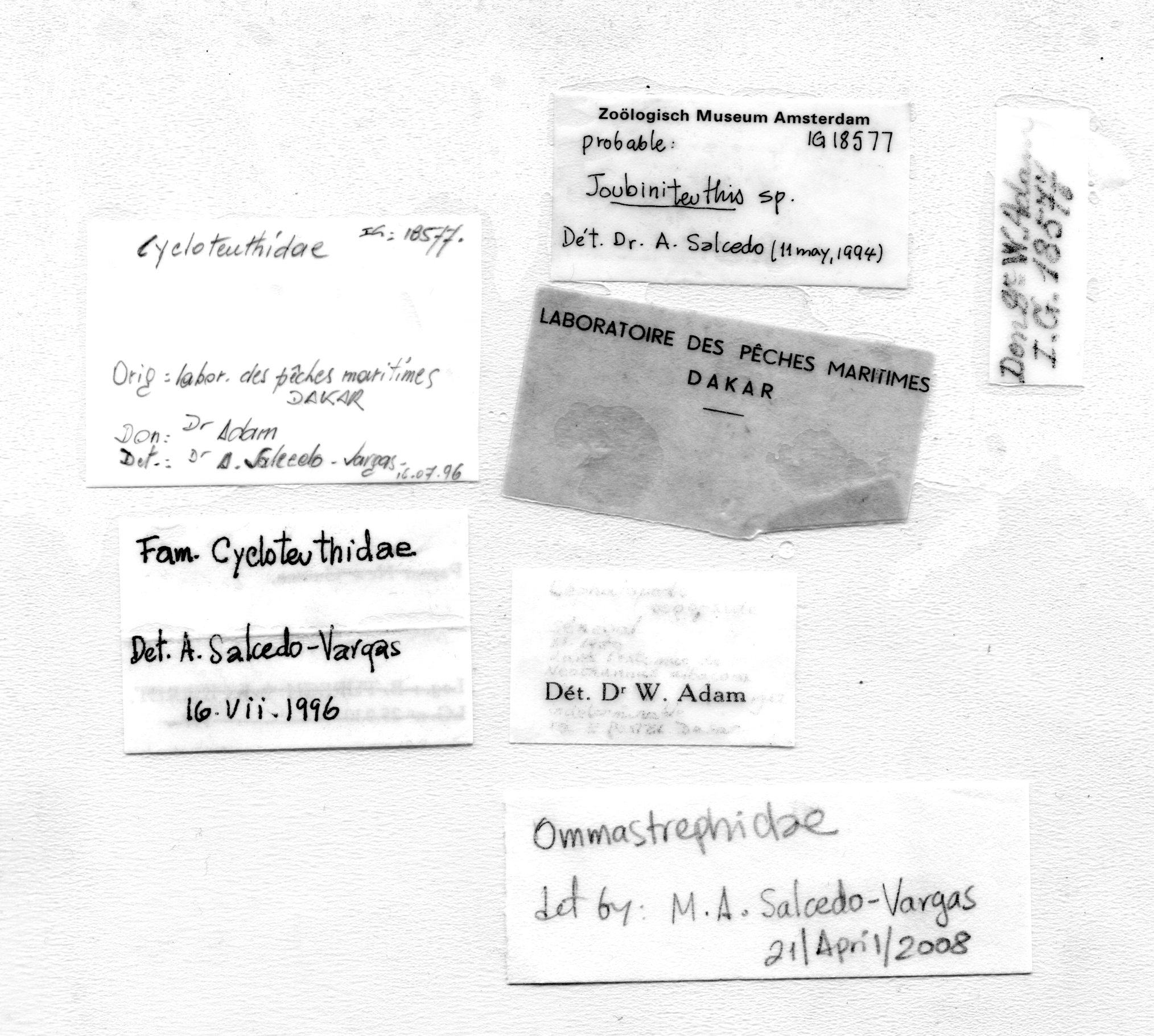 BE-RBINS-INV TYPE IG.18577 Joubinoteuthis sp. LABELS.jpg