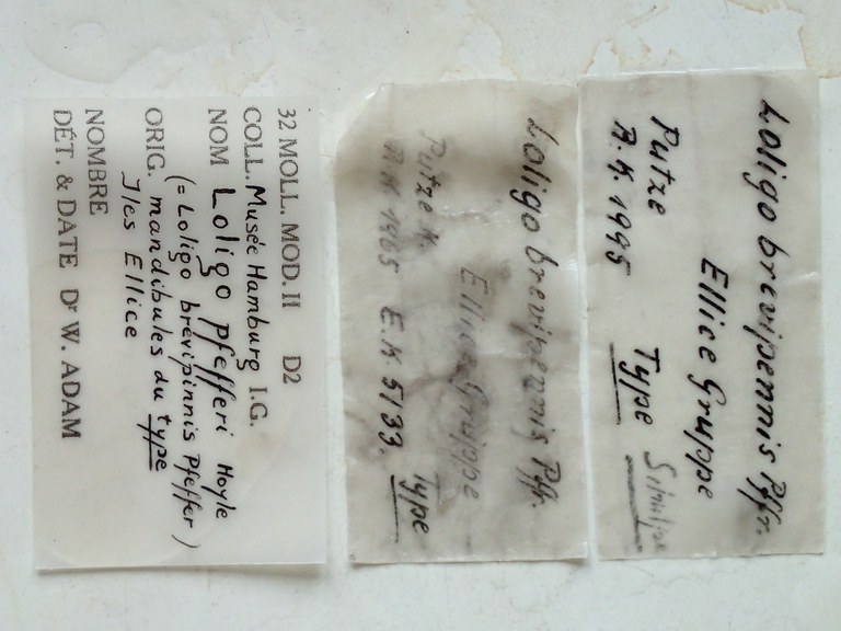 Label.JPG