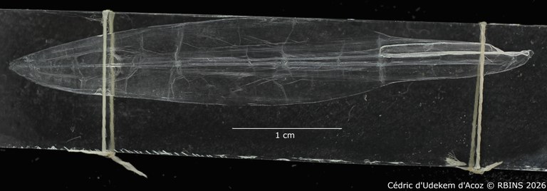 Loligo brevipinnis Pfeffer, 1884 (Cuttlebonne) (type).jpeg
