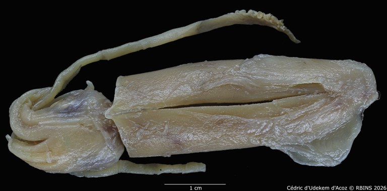 Loligo brevipinnis Pfeffer, 1884 (type).jpeg