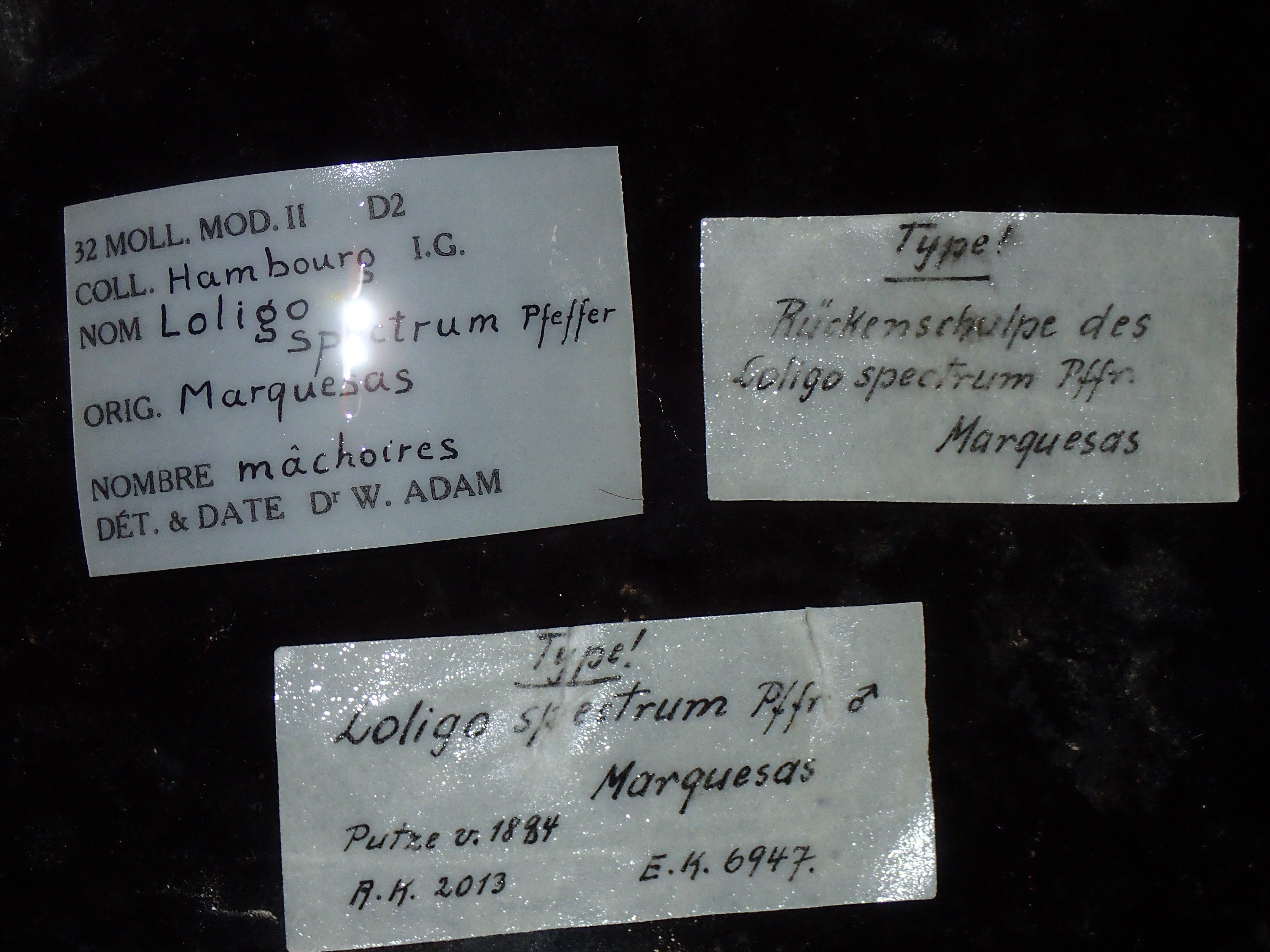 Label.JPG